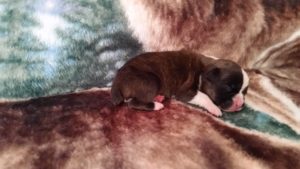 Boxer Puppy Named Diesel