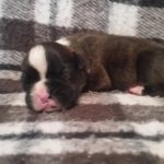 Boxer Puppy Named Diesel