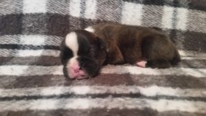 Boxer Puppy Named Diesel