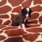 Boxer Puppy Named Diesel