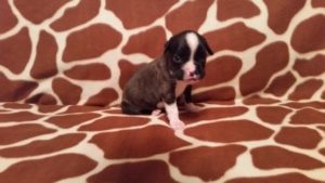 Boxer Puppy Named Diesel