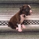 Boxer Puppy Named Diesel