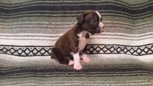Boxer Puppy Named Diesel
