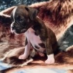 Boxer Puppy Named Diesel