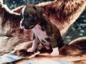 Boxer Puppy Named Diesel