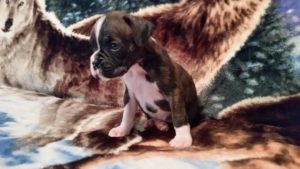 Boxer Puppy Named Diesel