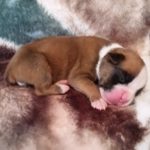 Boxer Puppy Named Loki