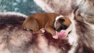 Boxer Puppy Named Loki