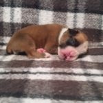 Boxer Puppy Named Loki