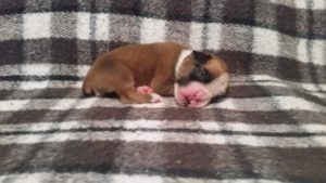 Boxer Puppy Named Loki