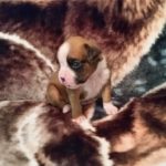 Boxer Puppy Named Loki