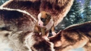 Boxer Puppy Named Loki