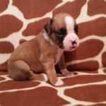 Boxer Puppy Named Loki
