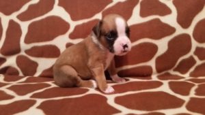 Boxer Puppy Named Loki