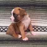 Boxer Puppy Named Loki