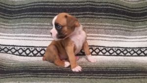 Boxer Puppy Named Loki