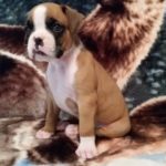 Boxer Puppy Named Loki