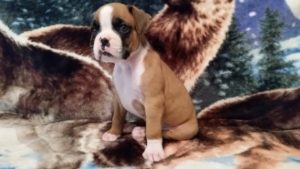Boxer Puppy Named Loki