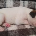 Boxer Dog Named Nati
