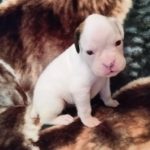 Boxer Dog Named Nati