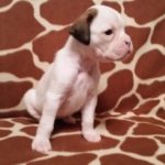 Boxer Dog Named Nati