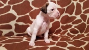 Boxer Dog Named Nati