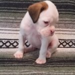 Boxer Dog Named Nati