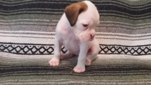 Boxer Dog Named Nati