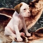 Boxer Dog Named Nati