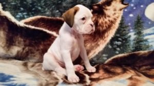 Boxer Dog Named Nati