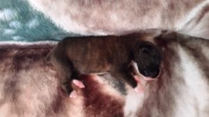 Raven 1 week