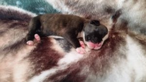 Raven 1 week