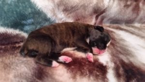 Raven 1 week
