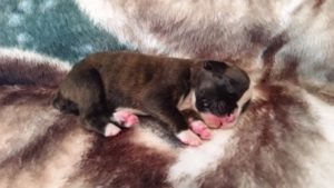 Raven 1 week