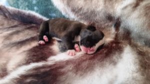 Raven 1 week