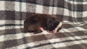 Raven 2 weeks