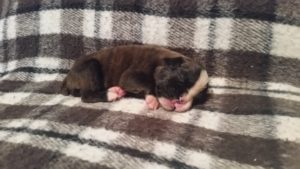 Raven 2 weeks