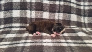 Raven 2 weeks