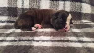 Raven 2 weeks
