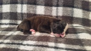 Raven 2 weeks