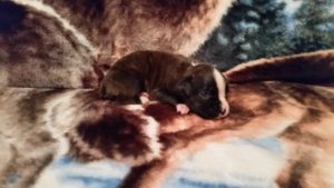 Raven 3 weeks