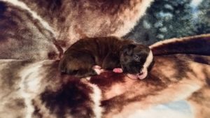 Raven 3 weeks