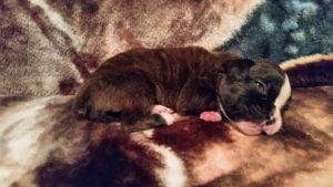 Raven 3 weeks