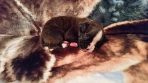 Raven 3 weeks