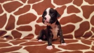 Raven 4 weeks