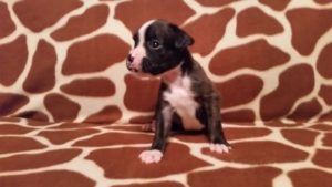 Raven 4 weeks