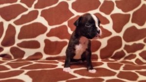 Dog Named Raven