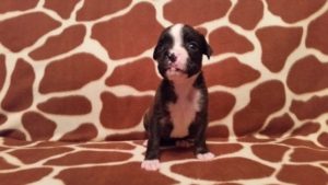 Dog Named Raven