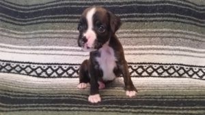 Dog Named Raven