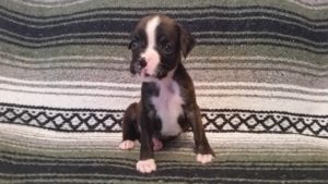 Raven 5 weeks